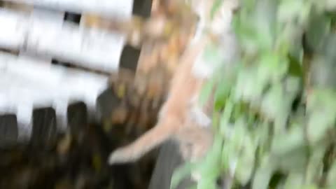funny cat video