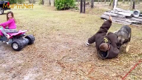 German Shepherd Protects Babies and Kids Compilation The best Protection Dogs