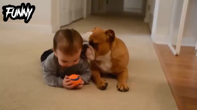 Best baby dog beautiful funny dog video kds