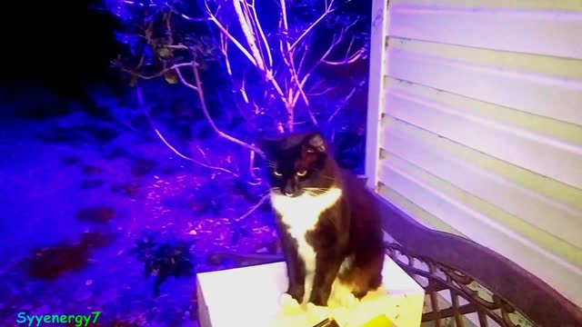 Kitties, 'GoldDigger', 'Feather', and 'Onyx' FEB 9, 2019