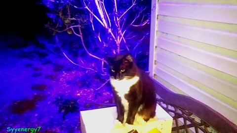 Kitties, 'GoldDigger', 'Feather', and 'Onyx' FEB 9, 2019