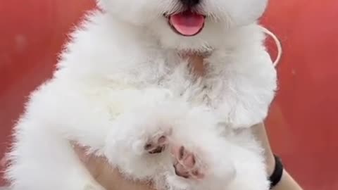 Dogs funny 😂🤣🤣 action