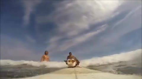 Corgi Has Fun During Their Surfing Adventure in Sea