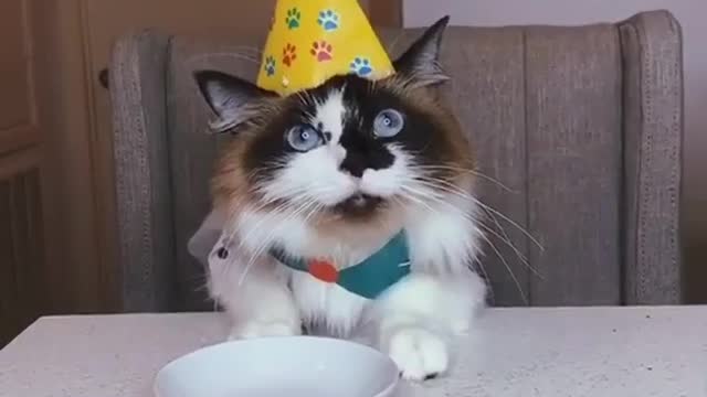 Very Annoying Birthday Party #funny #Viral #Cat #Animals