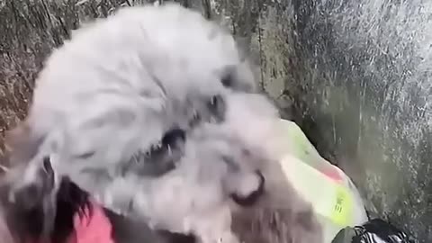 Funny dogs video