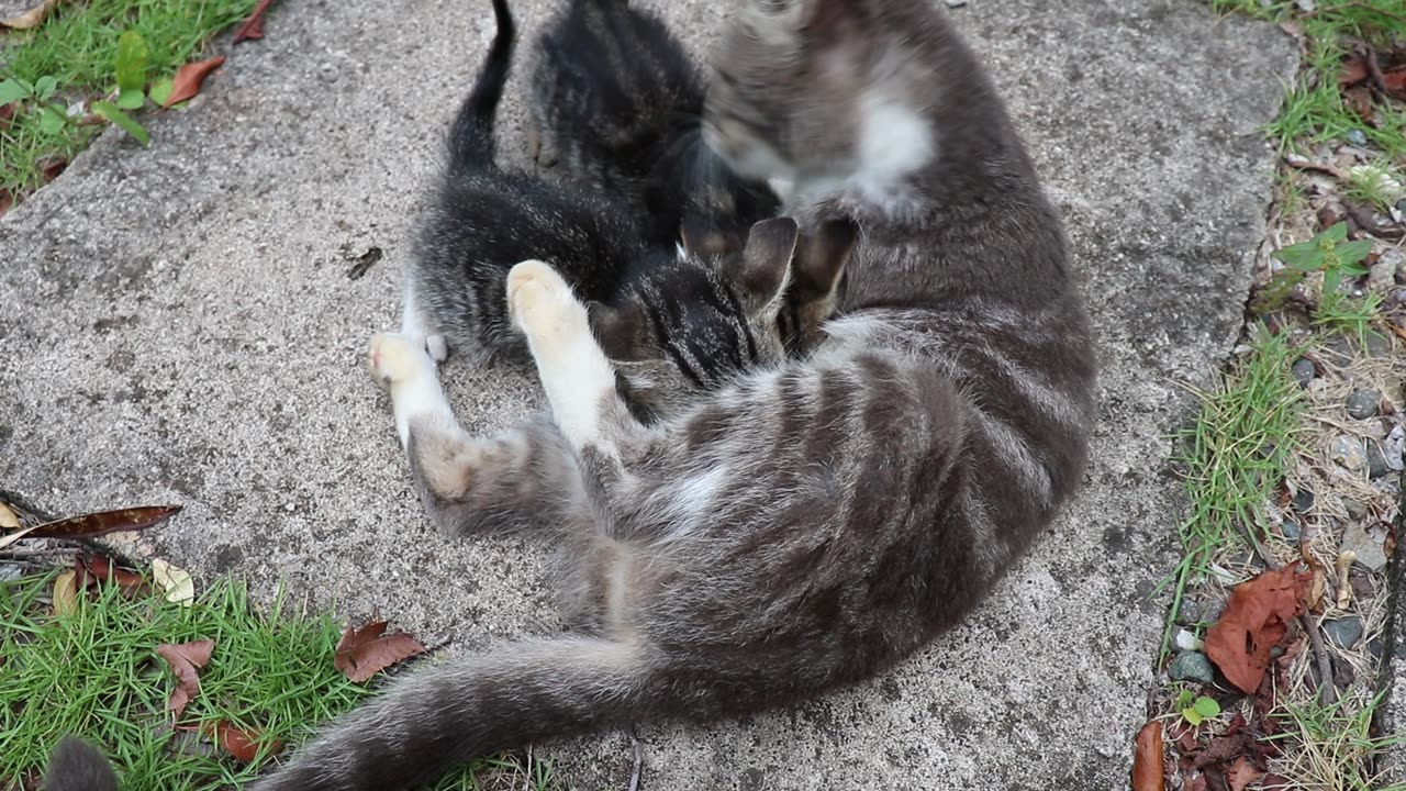 I met Creepy's kittens for the first time