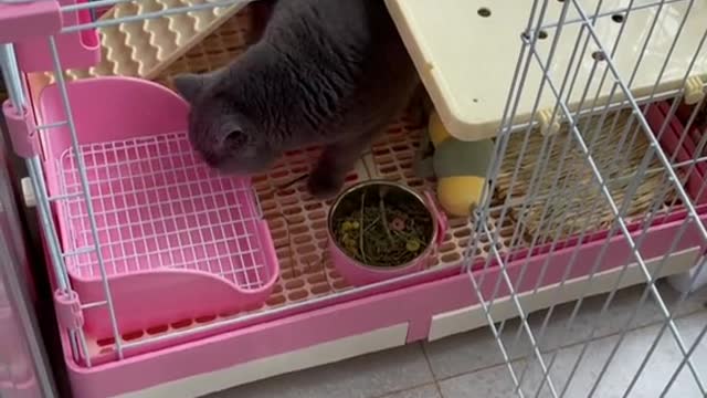 Jelly really likes Tutu