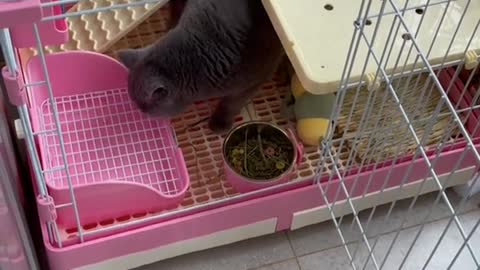 Jelly really likes Tutu