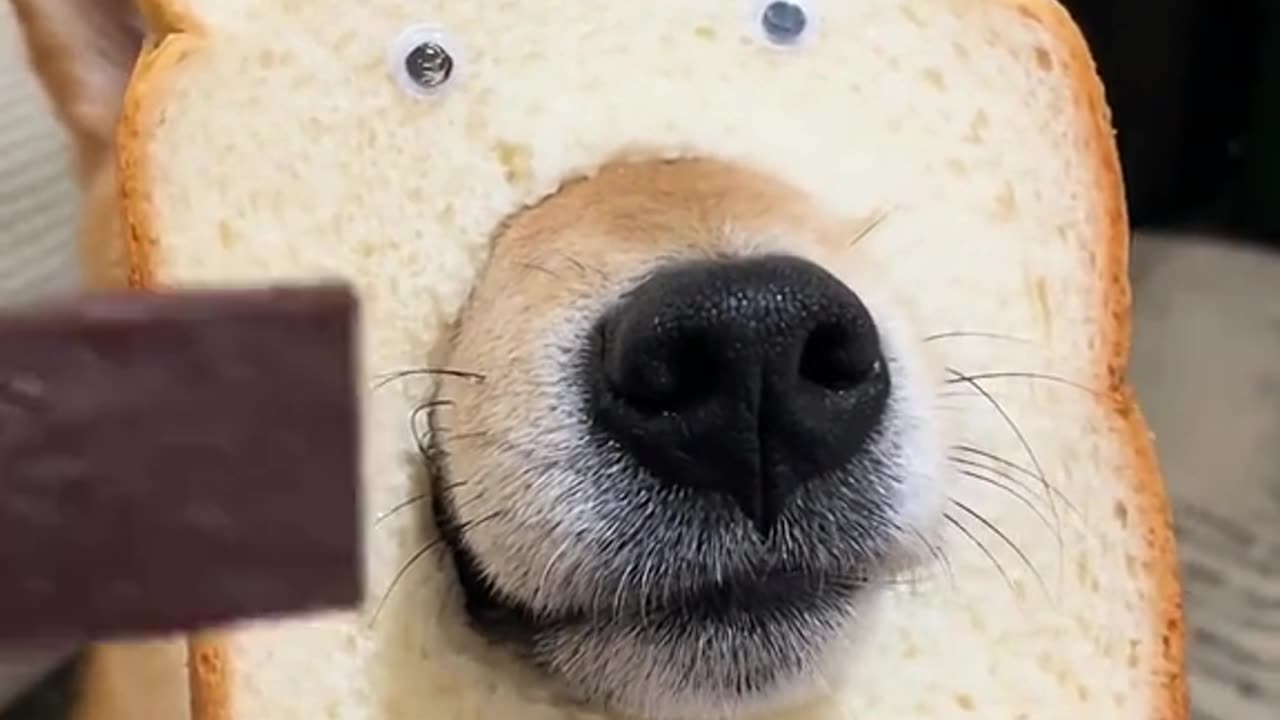 Funny Dog videos / Cute dog video THAT MAKE YOU LAUGH