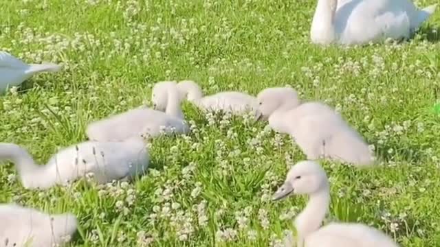 The swan