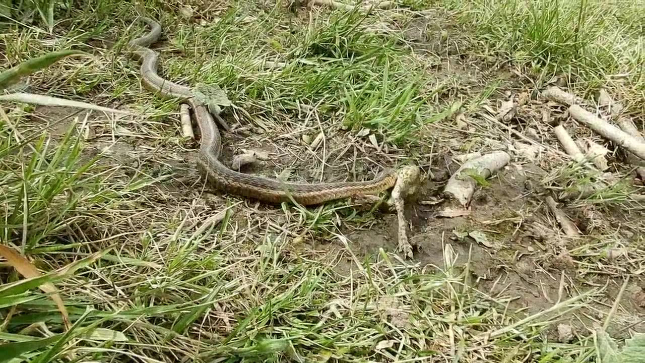 Toad vs Snake
