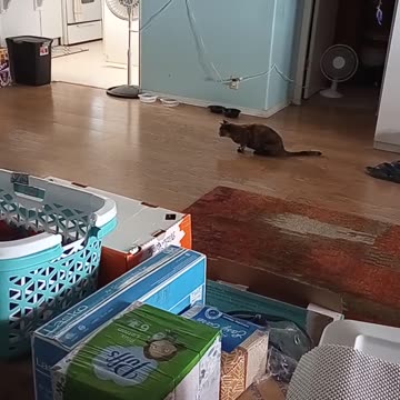 Luna's Zoomies