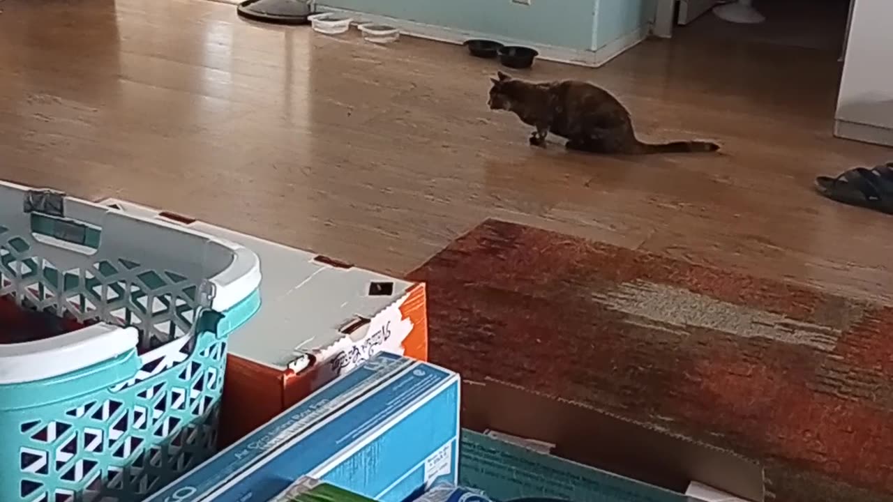 Luna's Zoomies