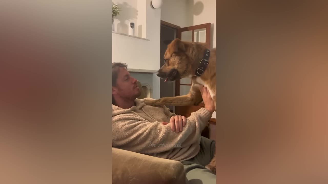 Best-Funny-Animal-Videos-Of-The-2023-Fun time