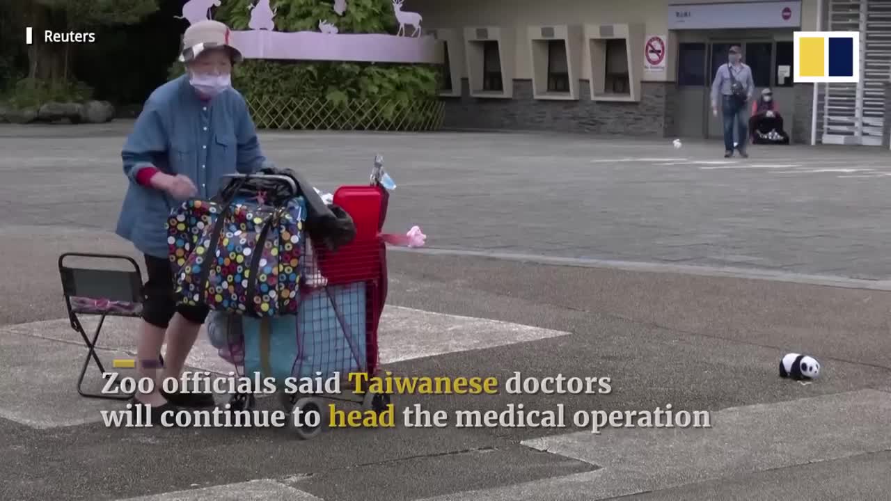 Critically ill panda in Taiwan prom