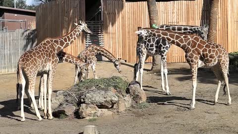 How did the giraffe get its long neck_
