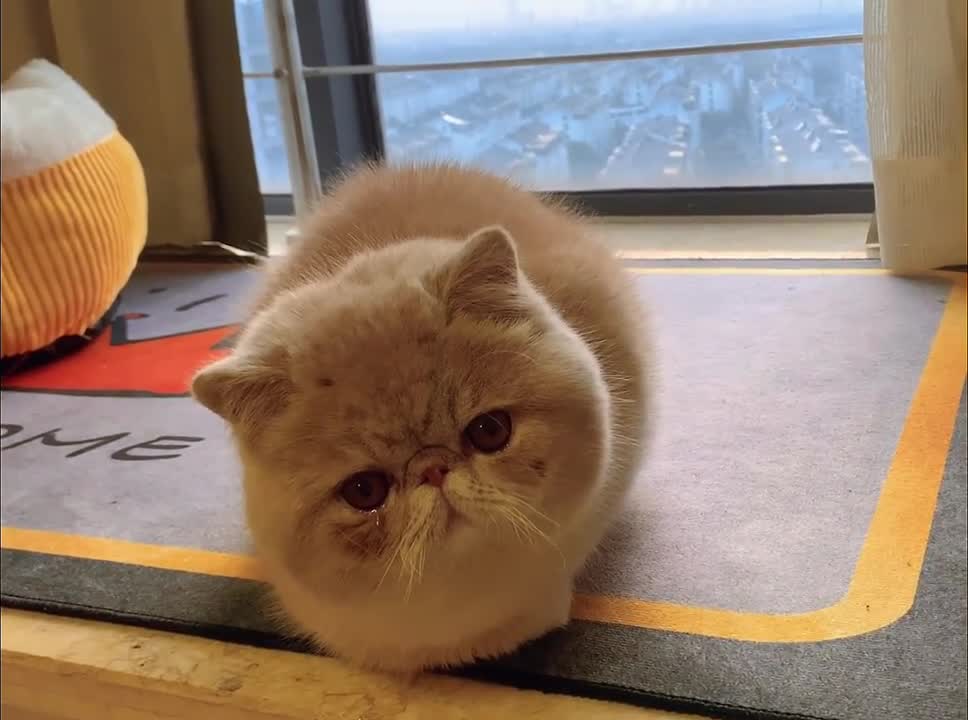 Do you only look at me when I say hello?