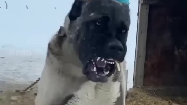 Most Aggressive Real Giant TURKISH KANGAL DOG 🔥🔥