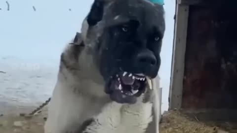 Most Aggressive Real Giant TURKISH KANGAL DOG 🔥🔥