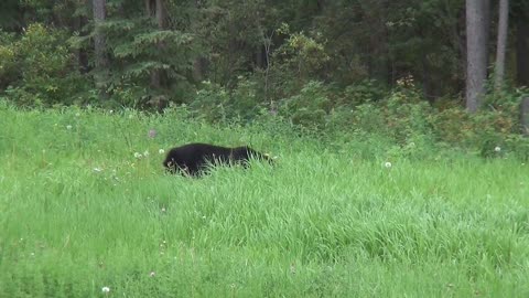 Black Bear Animal World Baby Animal Young Animal