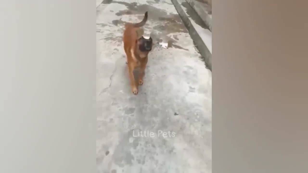 Hilarious Cats Compilation - Laugh Until You Drop πΈπ