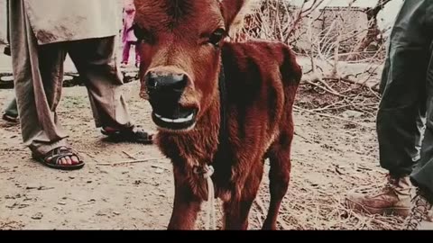 Red Heifer Prophecy