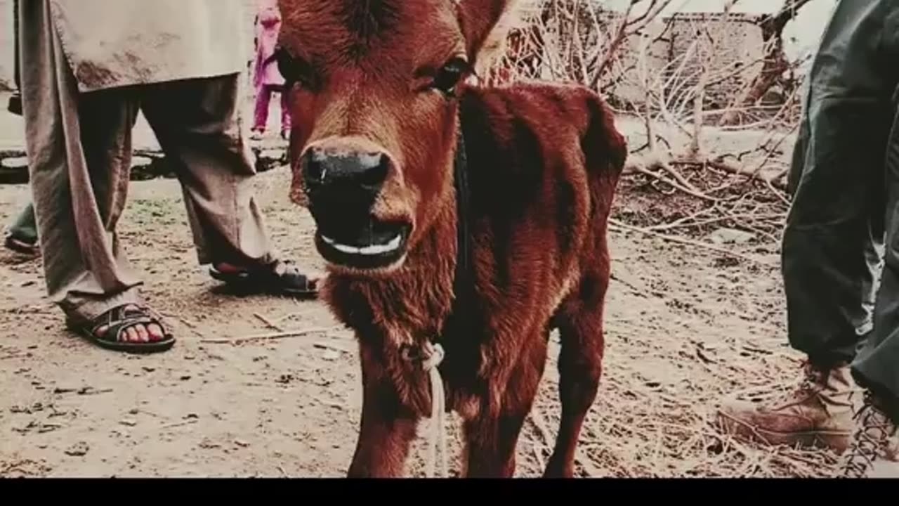 Red Heifer Prophecy