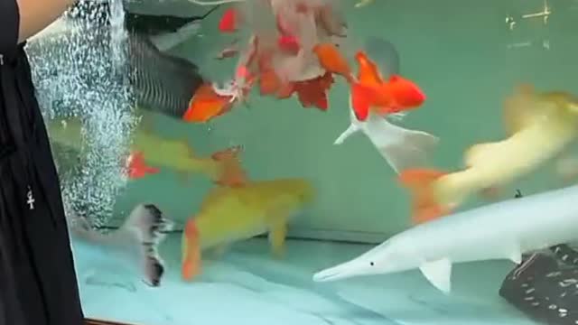Sea world