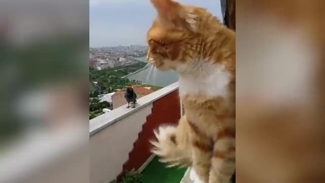 These cats can speak english better than humans