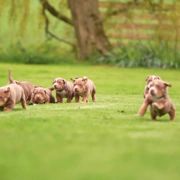 RUNNING OF AMERICAN BULLY