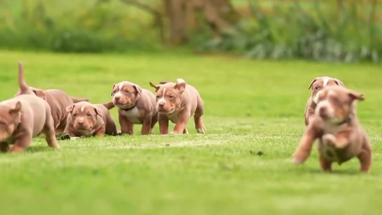 RUNNING OF AMERICAN BULLY