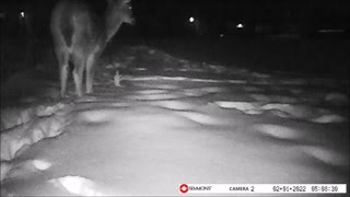 Backyard Trail Cam - Deer Eating Small Pine