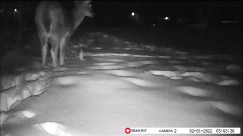 Backyard Trail Cam - Deer Eating Small Pine