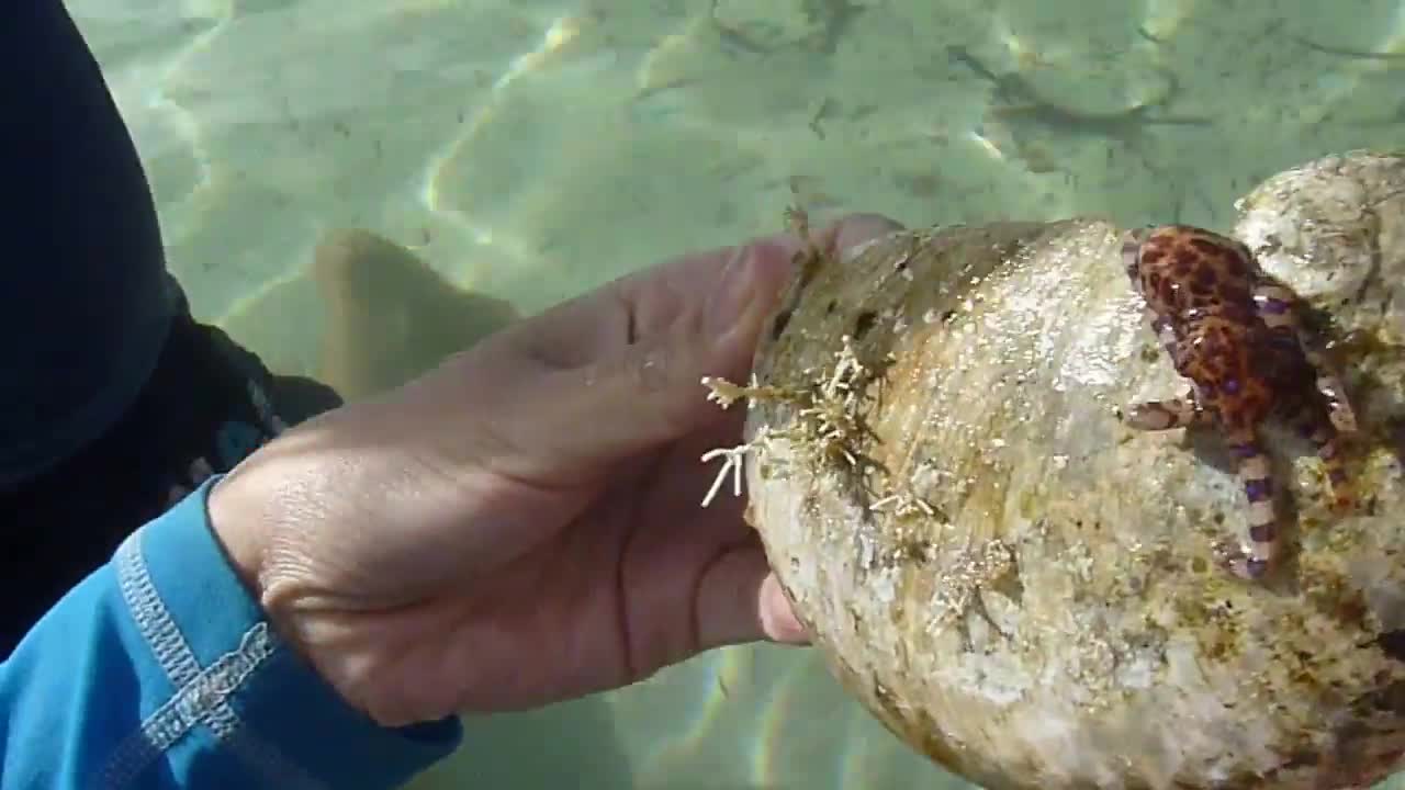 Blue-Ringed Octopus caught in Esperance, Western Australia