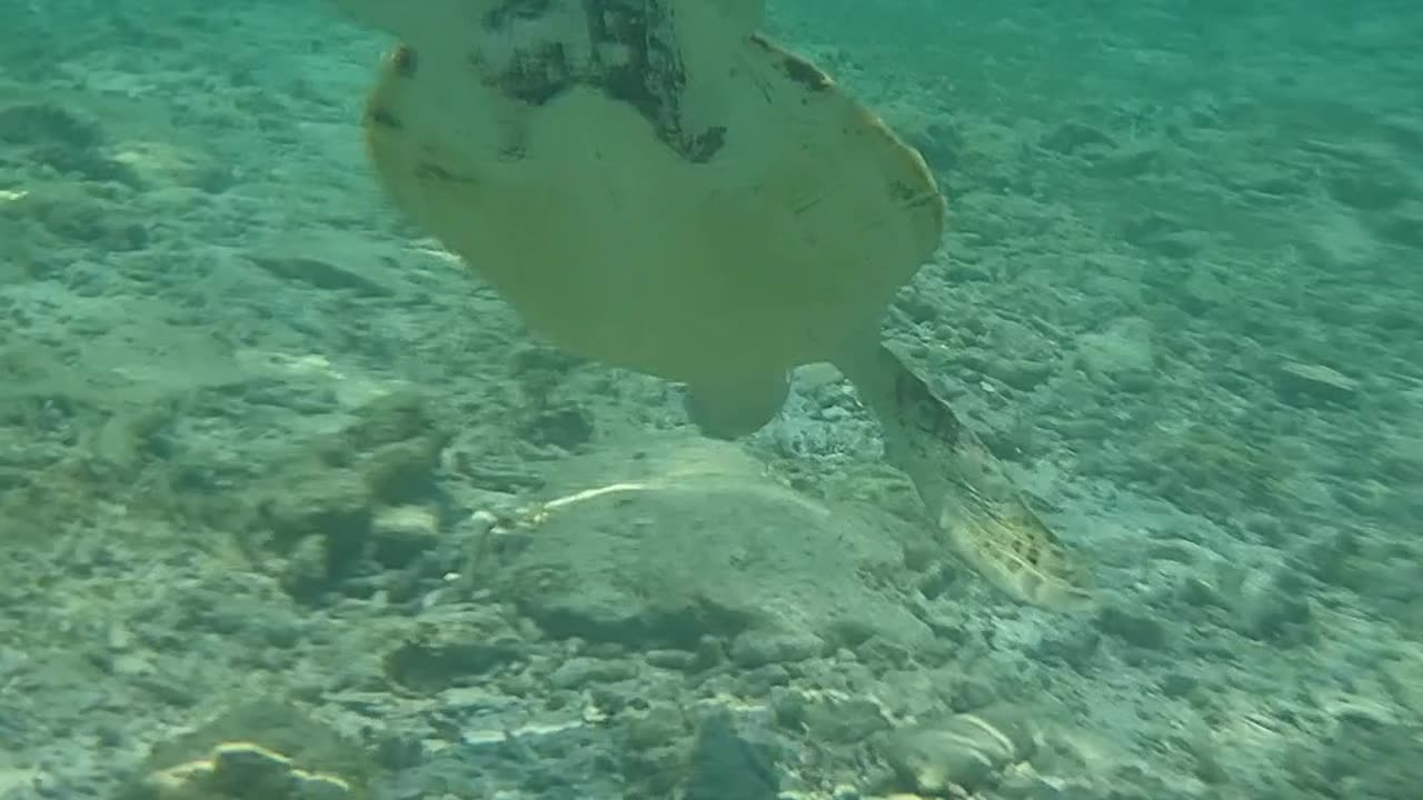 Swim with turtles flying freely in the sea