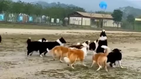 Funny 🤣#dog #short video # viral