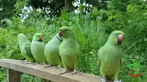 Parrot Nature Video