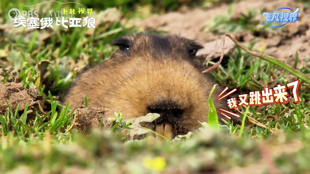 Da Dong Fei Mole: The new favorite of the cute and cheap world, I lose if I don't laugh!