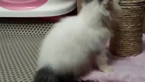 Cute Cat Gif