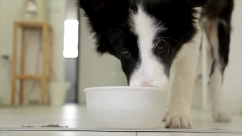 Dog drinking pet food Nice