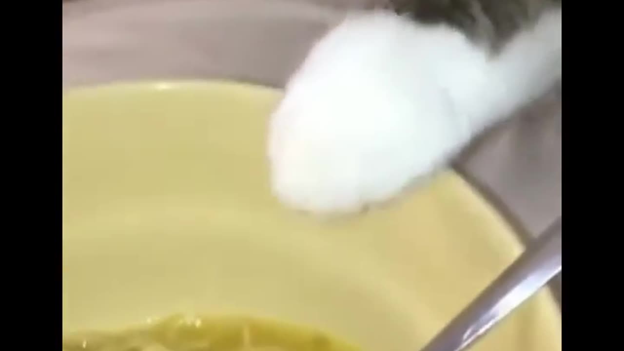 Funny cats kitten snake
