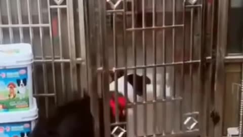 Funny dog doing dumb things😅