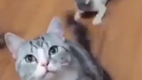 funny cat ____dog