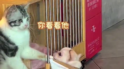 Cat Funny Video Funny Cat Vide