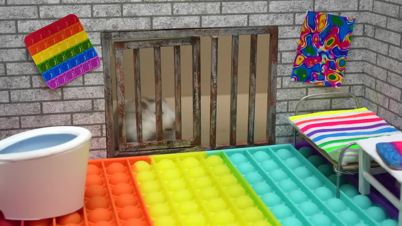 🐹 Hamster Escapes the Pop It Maze for Pets in real life 🐹 Homura Ham-3