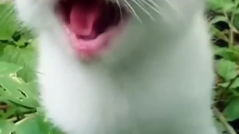 Handsome little White cat with blue eyes.