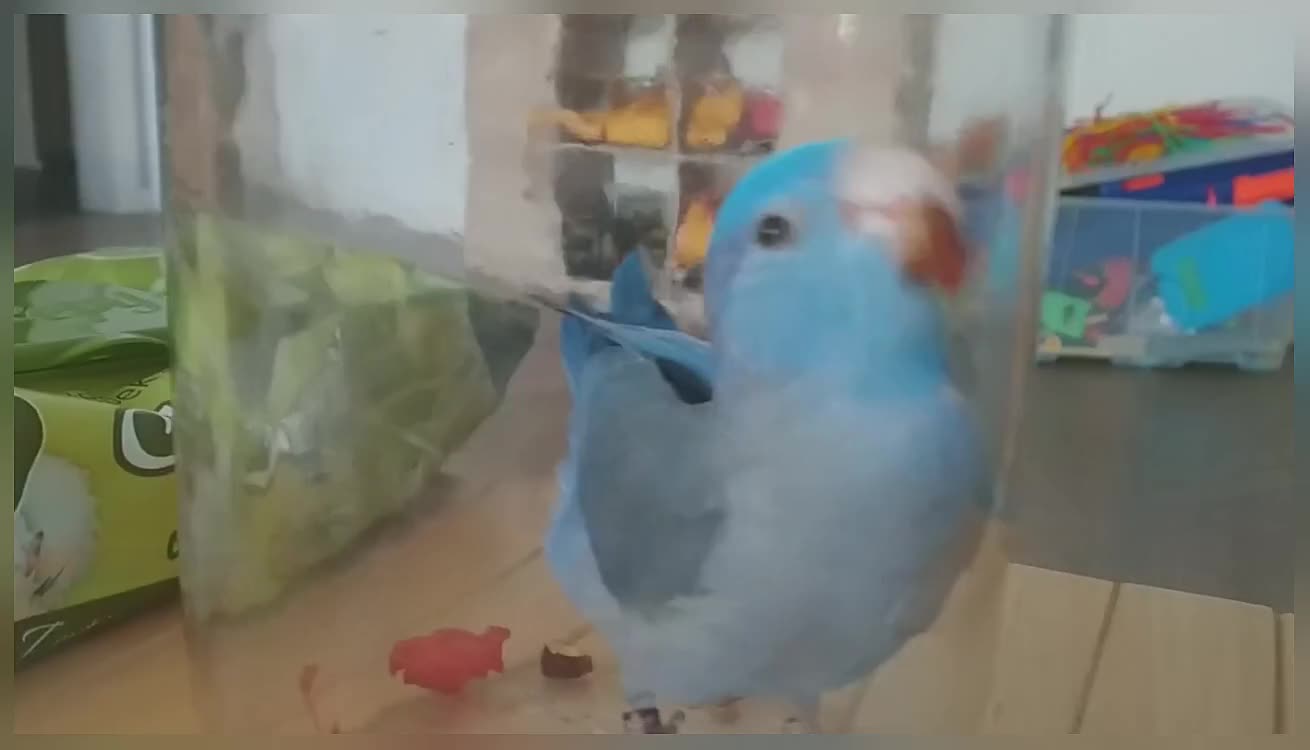 Bird in a Jar