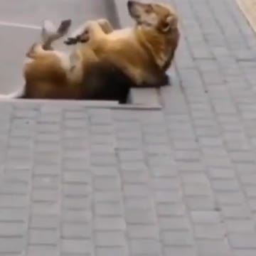 Dog doesn't know what to do with the itch.