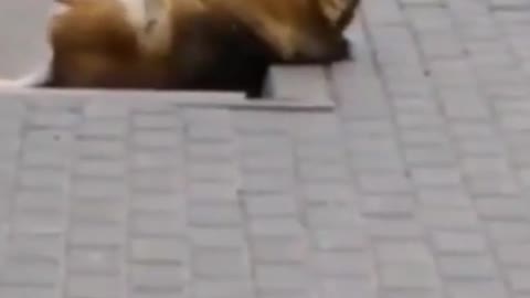 Dog doesn't know what to do with the itch.