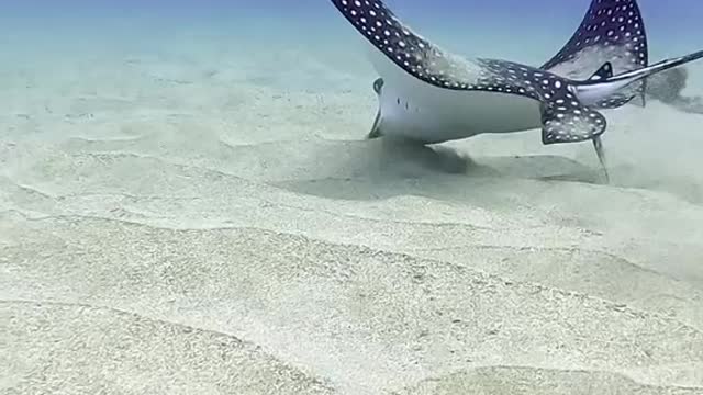 Do you know what this animal is called?